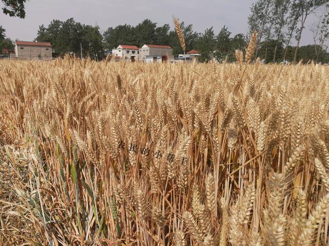 同样种植一亩地，有人年利润300元，有人年利润1000元，原因在哪