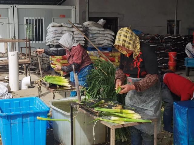 鲜甜水嫩！青浦头茬茭白上市啦～