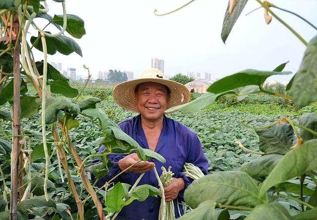 秋豆角种植时间马上到，这样种植管理，想不高产都难