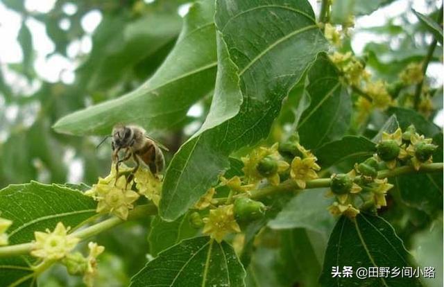 开心果的种植技术注意事项，学会 少走很多弯路