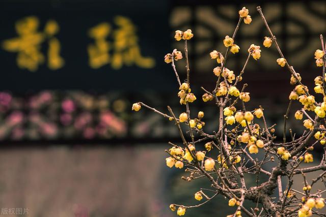 先开花后长叶的常见植物介绍