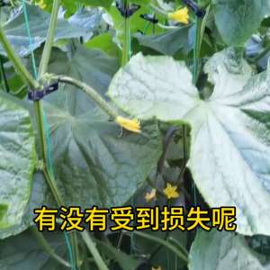 大棚种植黄瓜视频(新一轮的降温，你种的大棚蔬菜怎么样了？#黄瓜的种植技巧)