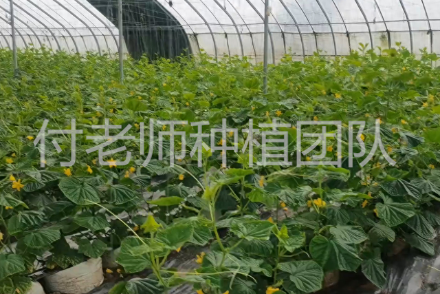 做袋培瓜果蔬菜，选用无土栽培专用种植袋，效果好价格低