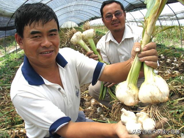 大蒜巧播、巧种、巧管理，确保一播全苗、出苗齐壮、高产丰收