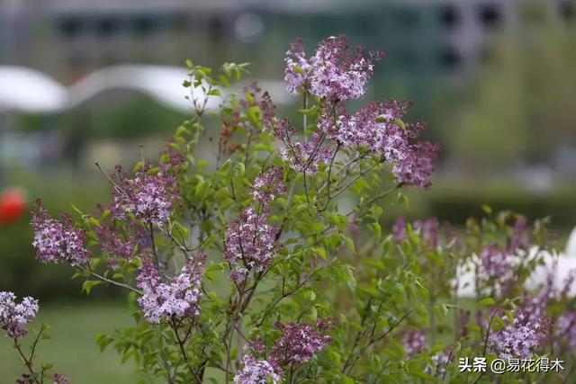 丁香花的鉴赏与栽培