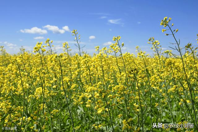 油菜种植要想长势壮、产量高、品质好，这些种植管理方法不可少！