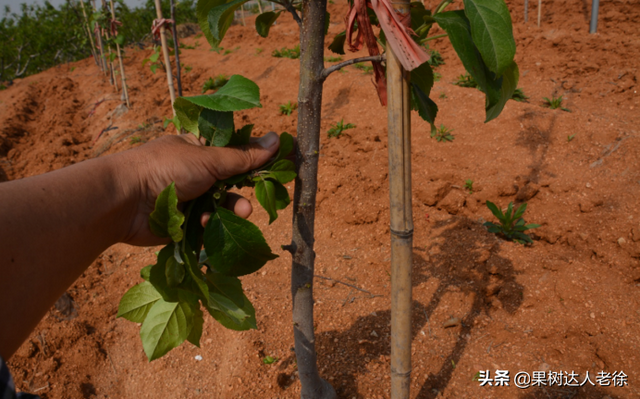 苹果高纺锤形培养有技巧，哪些规范操落实好，才能开花结果早