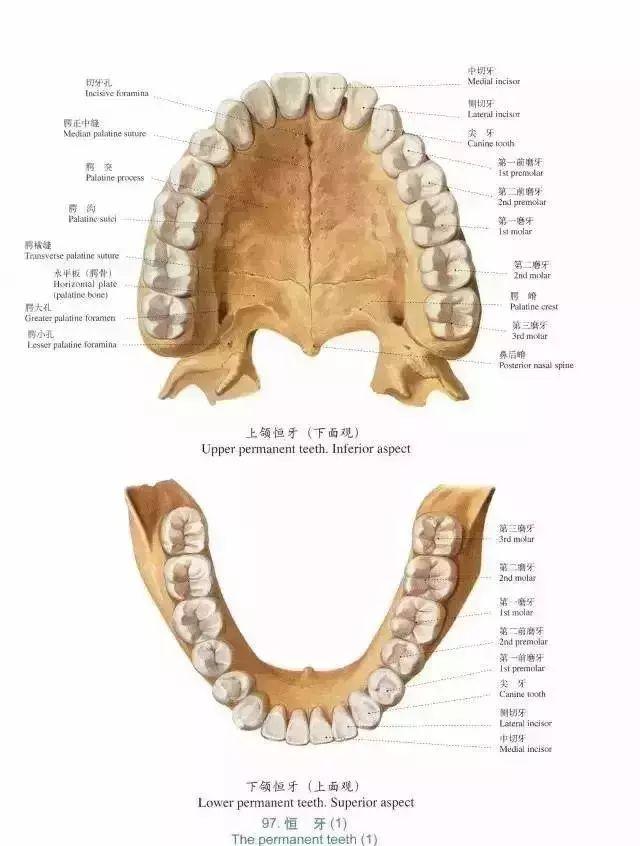 口腔解剖图谱