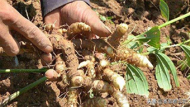 从玉竹的生物学特性出发，谈玉竹高产栽培技术