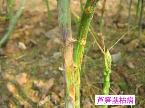 芦笋栽种一茬能采收10年，用好这些栽种管理方法，促产增收不难