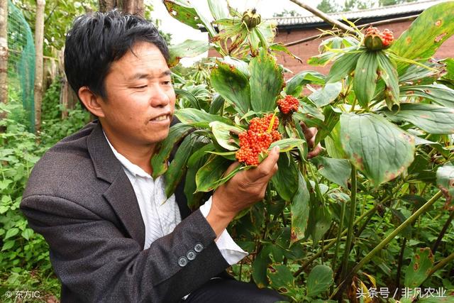 农村这种作物，种家少，货源少，有业内人说种植未来五年不愁销路