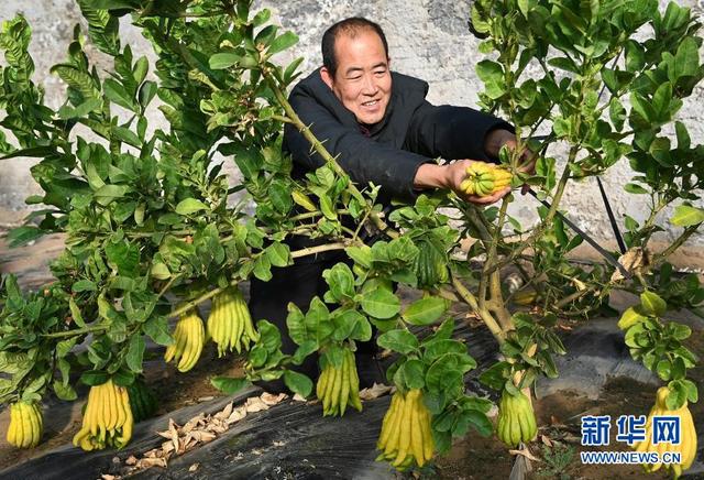 陕西榆阳：大漠冬季蔬果飘香