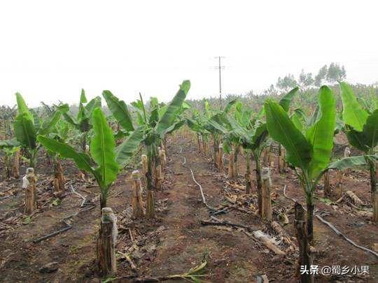 种植香蕉，你需要做好这五个方面的树体管理，才能轻松获得丰产