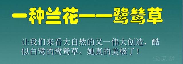 难得一见的“鷺鷥草”美极了！（太漂亮了，快分享给朋友吧！）