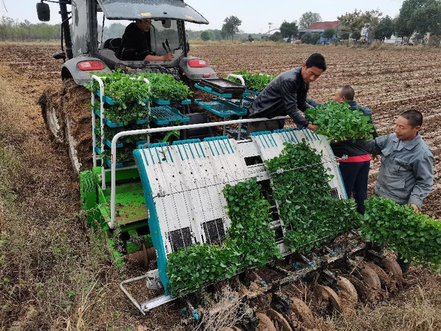 油菜面积扩增1000万亩，为什么扩种有积极性？近期油菜怎么管？