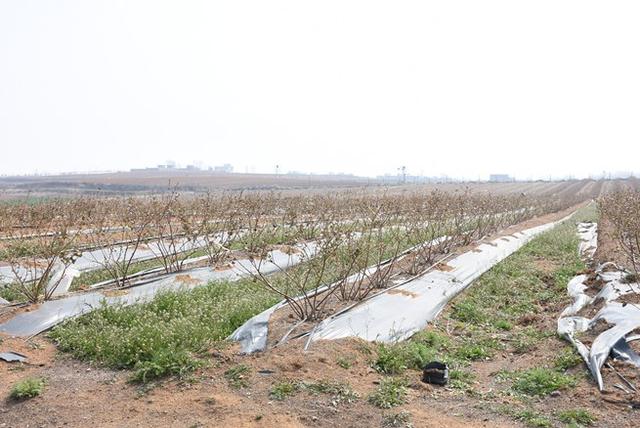 河南汝州：种植蓝莓铺就绿色脱贫“高速路”