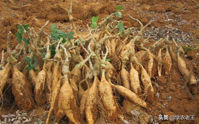 解热生津、药食同源的葛根，种植当年即可采收！这样定植丰产丰收