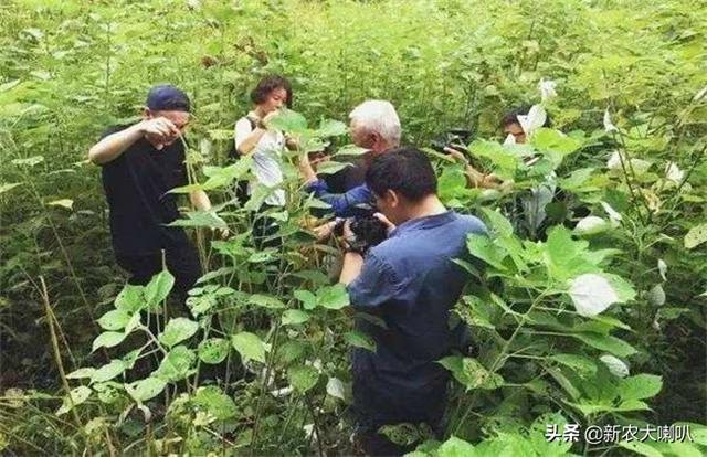 苎麻的种植技术