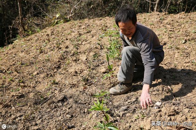 天麻种植生态气候条件及增产技术总结都在这，请收好