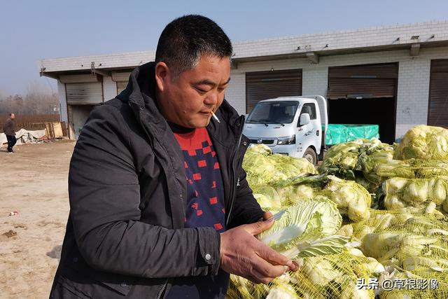 村民包地一年种三季，每亩收入上万元：上好蔬菜引村民捡拾