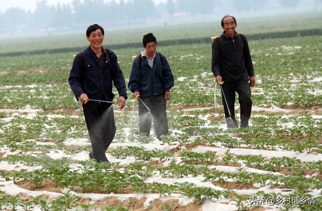 培训班学到的蔬菜施肥技术，高产奥秘就在于此，这才叫科学