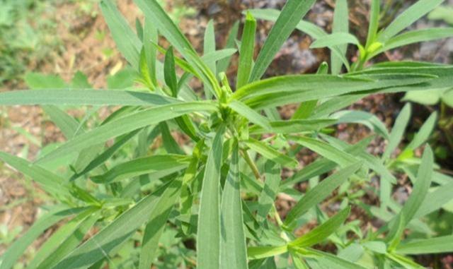 农村常见的6种野菜简介