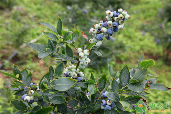 蓝莓怎样种植管理？这些土水肥管理要注意