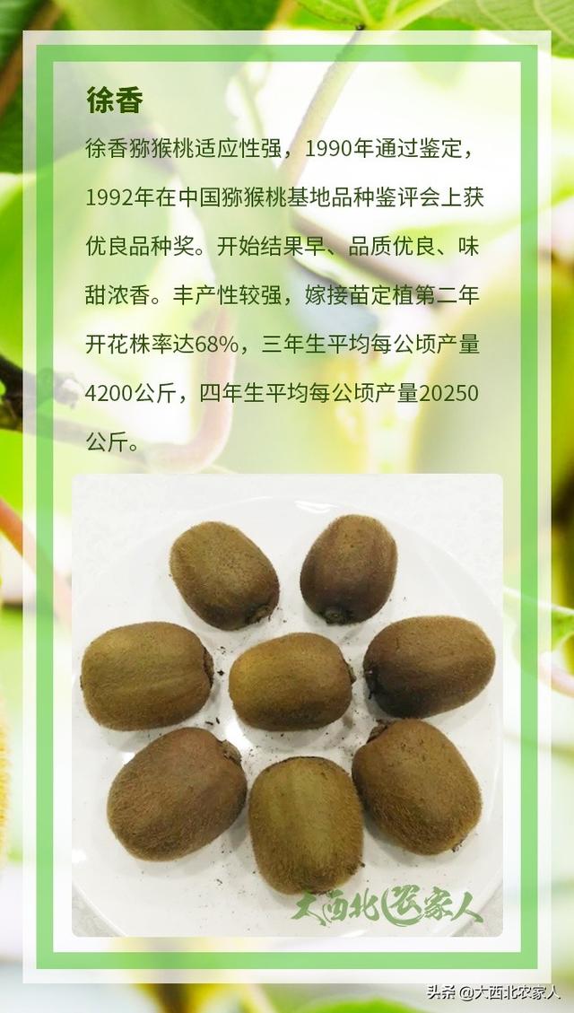 果农种植猕猴桃果树，多个品种介绍及优良品种推荐