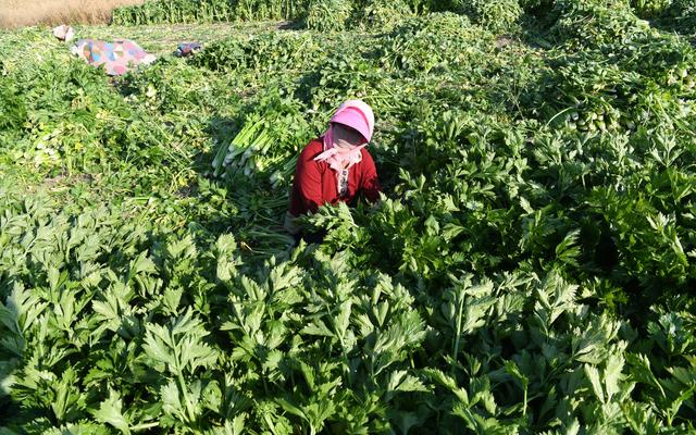 从只有老三样到鲜菜全年供应 来看看中国蔬菜产业进化史