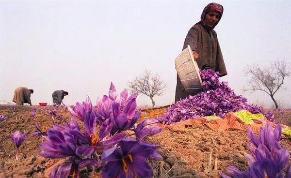 这几种药材，价格年年涨，易种植、投入少、见效快