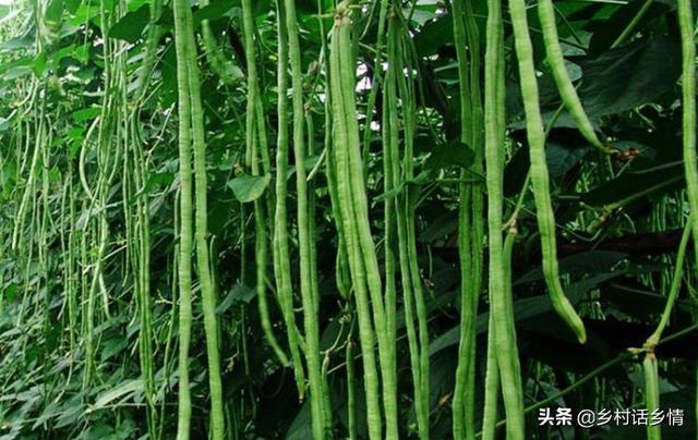 架豆、芸豆、豇豆为啥结荚少？老农教你几个方法，豆角挂满架