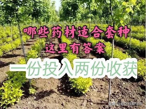 适合林下套种的药材有哪些？本文一次说清，搞种植的请收藏