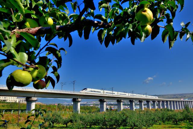 苹果梨的栽培要点，想知道具体内容，来学习一下吧？