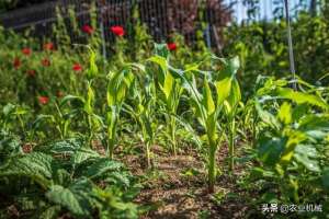 美国玉米种植面积(美国玉米种植面积翻了一番，但仍落后于五年平均水平)