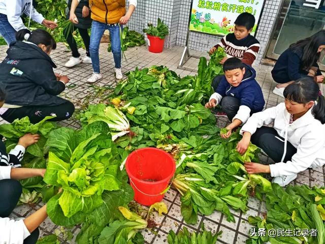 龙桂小学校本课程种植园“新芽园”之收获篇