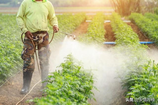 惊喜发现！水果种植新趋势，带你走向丰收的道路！