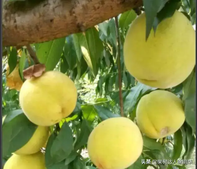 种植什么桃树苗品种好(桃树优良品种有哪些特征？发展建园选择注意啥？)