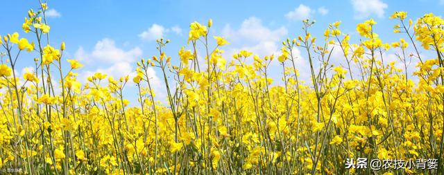 油菜种植要想长势壮、产量高、品质好，这些种植管理方法不可少！