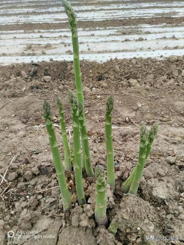 芦笋种植前景好