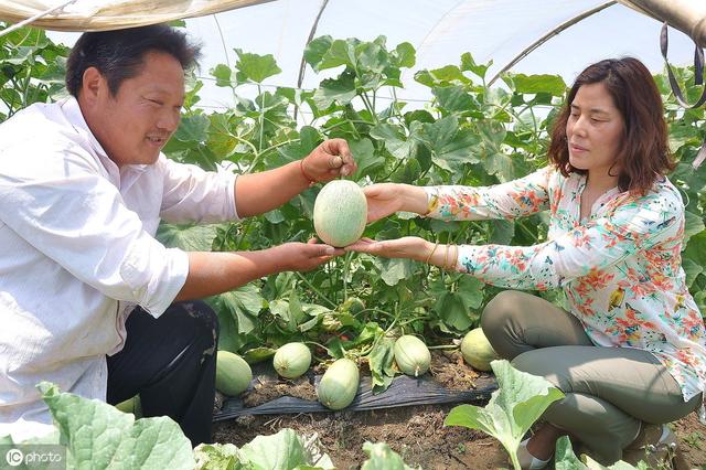 甜瓜有哪些新品种 露地甜瓜种植技术 甜瓜最晚几月份种植