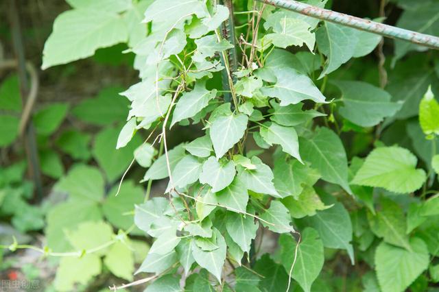 何首乌的种植方法