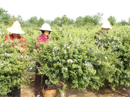 云南耘禾农业：金银花人工种植修剪方法