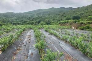 热带能否种植蓝莓(南海乡土人才宋金梅：北果南种 让不可能成为可能)