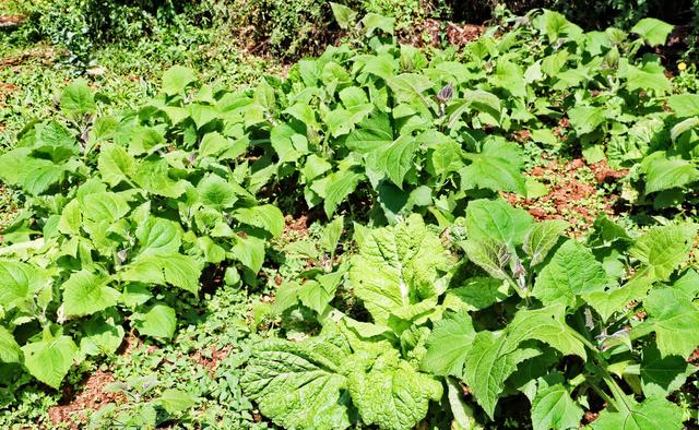 如何种植雪莲果？选地、育苗、定植、田间管理，这些措施要做好