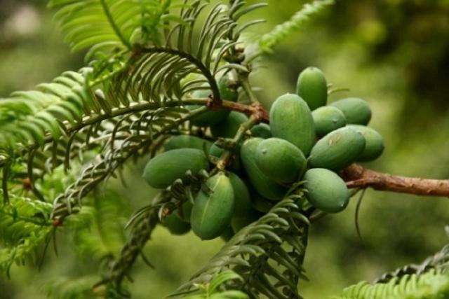 香榧的人工栽培：掌握林下栽植模式，一次种植多年采收