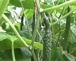 夏季黄瓜种植技术(高温多雨，夏秋黄瓜总是长不好，2个管理技巧，农户别忽视了)