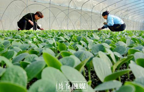 洛阳这个村百余个日光温室蔬菜大棚，种植多种新鲜果蔬，带动群众增收致富