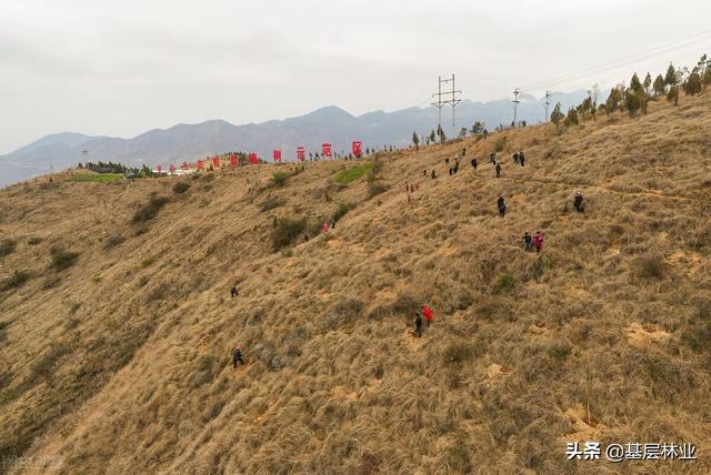 山区农村如何根除芭茅预防森林火灾