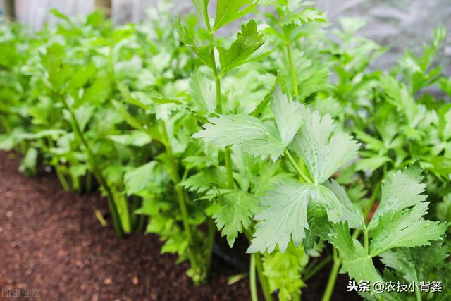 夏季种植瓜果蔬菜要做好遮阳降温防护，避免因高温生理障碍而减产