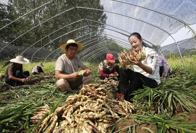 铜陵白姜种植系统入选全球重要农业文化遗产